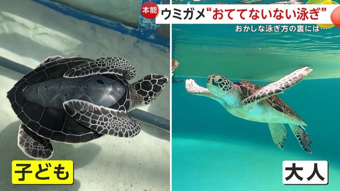 泳ぎ方が異なるウミガメの子どもと大人(映像提供:道の駅ウミガメ公園)