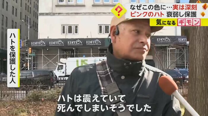 ハトを保護した人
