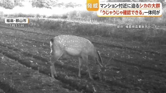 畑を食い荒らすシカ（福島・郡山市）