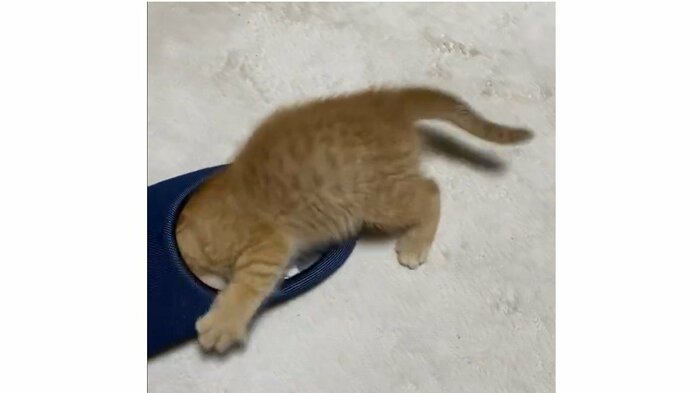 スリッパで遊ぶ子猫時代のつぶちゃん