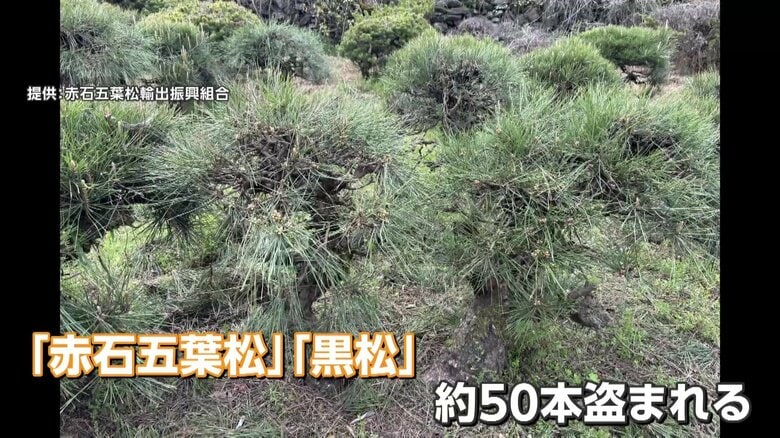ブランド盆栽の「赤石五葉松」「黒松」50本“根こそぎ”盗難　輸出直前に…組合会長「許せない」　被害額500万円｜FNNプライムオンライン