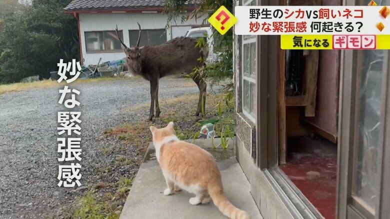 野生のシカvs飼いネコ　気になるけど近づくのは怖い？　気づいたシカと見つめ合い妙な“緊張感”　岩手｜FNNプライムオンライン