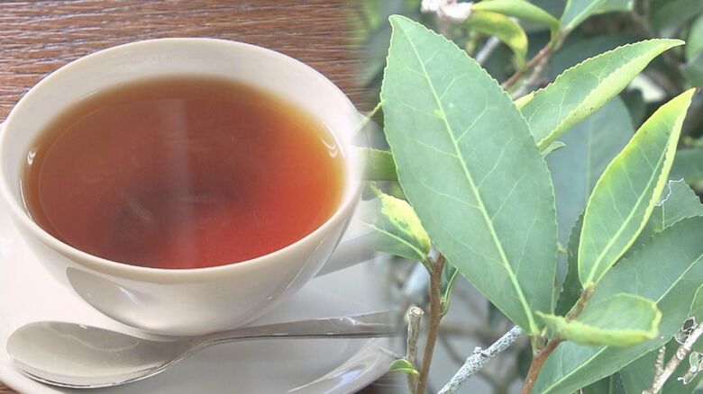 「沖縄の紅茶」が国際コンクールで2つ星　世界で評価される理由は&quot;神にしか作れない&quot;赤土【沖縄発】 世界が認めた｜FNNプライムオンライン