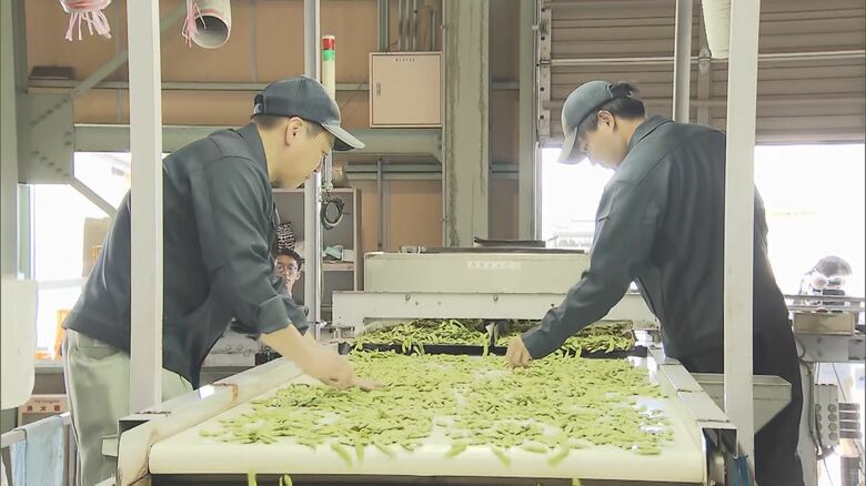 おすすめは「塩ゆで」岐阜えだまめの出荷作業始まる 粒が大きくその甘みが特長 11月までに約700トンの計画｜FNNプライムオンライン