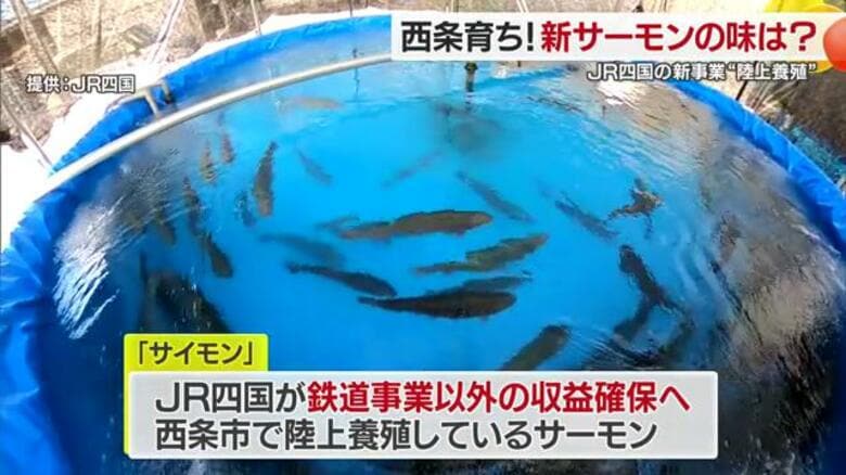 JR四国が愛媛・西条市で挑む陸上養殖サーモン「サイモン」本格出荷を前に小学校の給食でちゃんちゃん焼きで提供【愛媛発】|FNNプライムオンライン