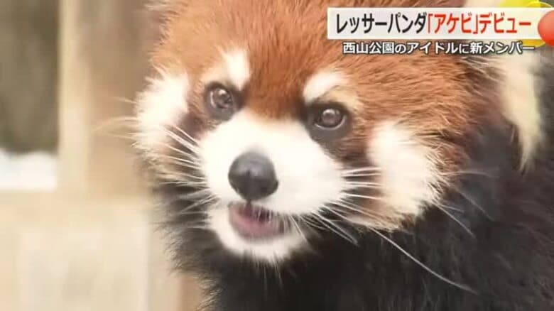 さっそく“夫”と同居開始 レッサーパンダ「アケビ」ちゃん宮城から福井へ 雄「かんた」くんとペアに|FNNプライムオンライン