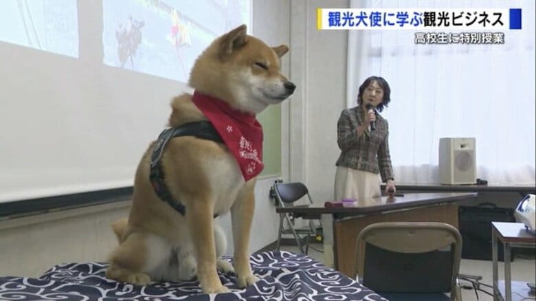 観光“犬”使？柴犬のジェームスくん　広島の高校で特別授業中、ウトウト…「本気出す？」飼い主とのかけ合いに和やかムード｜FNNプライムオンライン