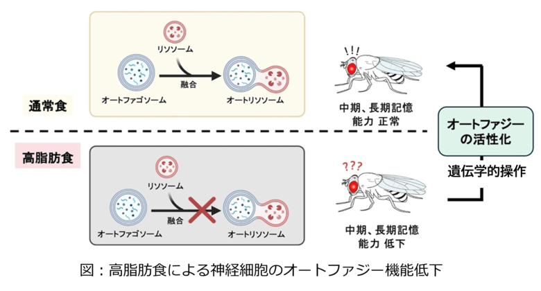 食習慣は脳機能に影響する―長期間の高脂肪食の摂取による記憶能低下の仕組みを解明―