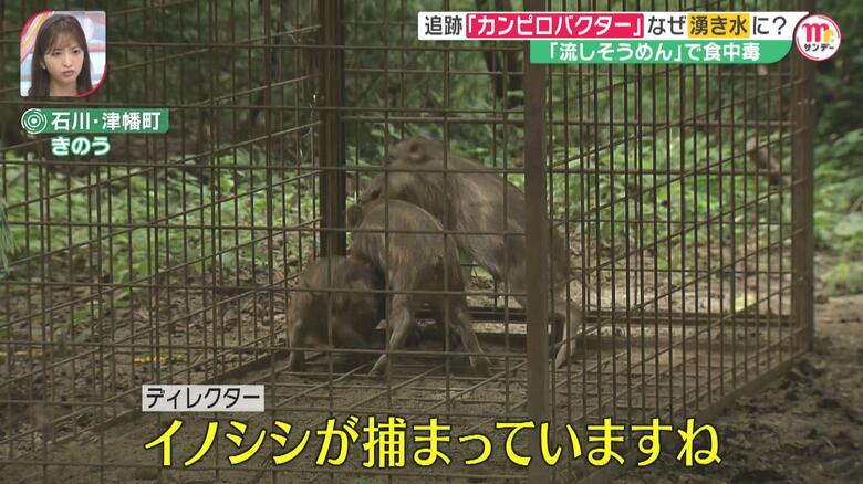 取水口の近くで出くわした檻にかかったイノシシ