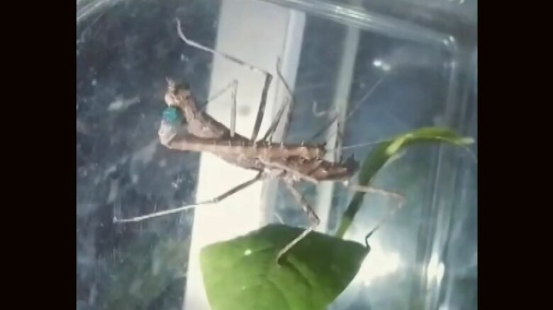 超貴重…泰成くんが撮影したトゲナナフシの交尾の瞬間