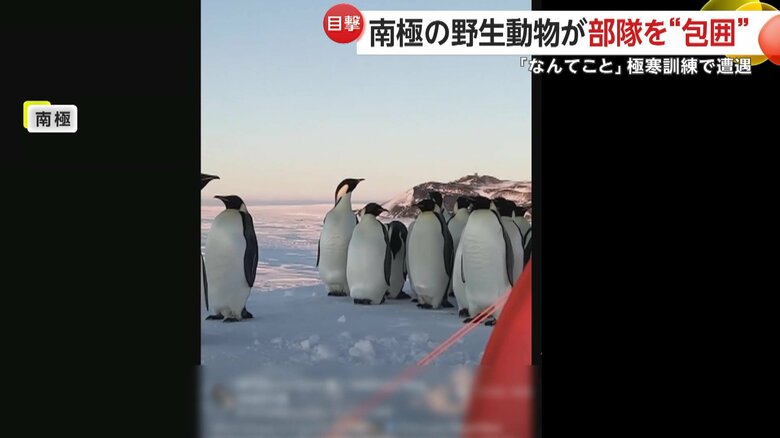 訓練中の部隊を包囲するペンギンの群れ