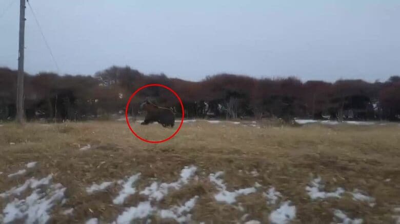 JR花咲線の列車のすぐそばを走るクマ