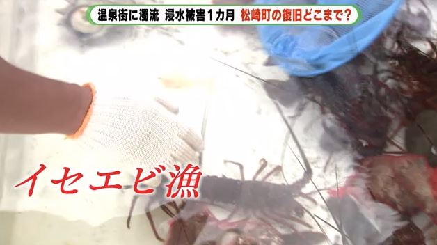 イセエビ漁も再開へ