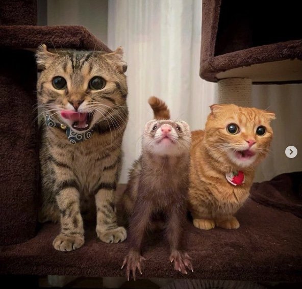 提供：IG @hinako_munchkinさん