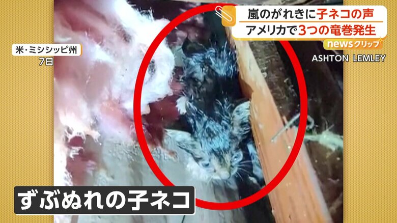 がれきをどけると、ずぶぬれになった子ネコの姿が…