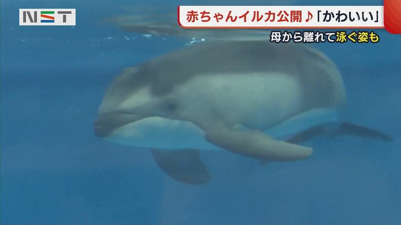 8月9日に生まれたカマイルカの赤ちゃん（メス）