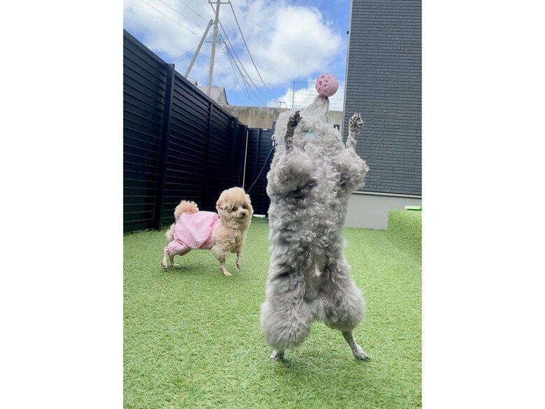 提供：とらめさん