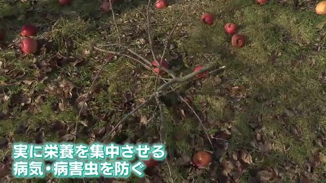 約3カ月かけて400本の木を1人で剪定