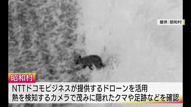 ドローンが撮影したクマ（画像提供：昭和村）