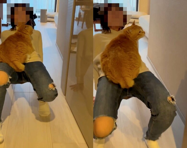 飼い主が動いても降りないぐっぴーくん（提供：＠gupitaroさん）