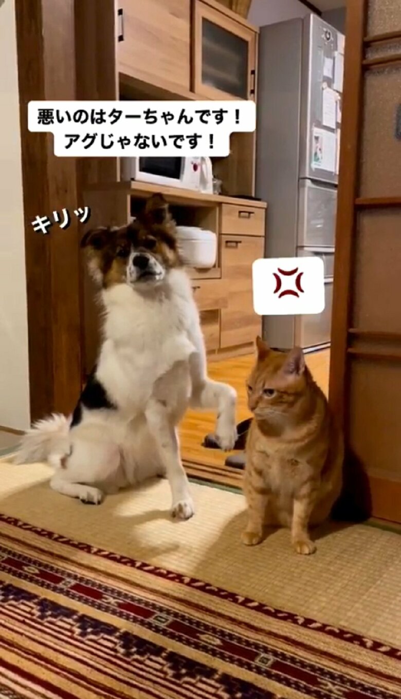 キリッとした表情で主張するアグちゃん　不満げなターコロくんだった