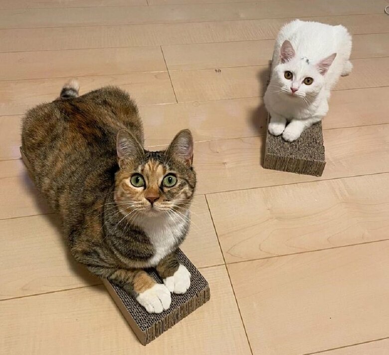 時折、シンクロすることがあるという