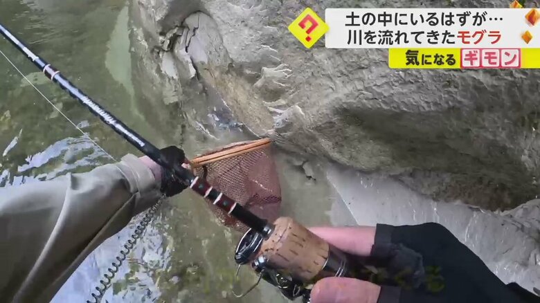 釣りで使用していたタモに向かって泳いでくるモグラ④