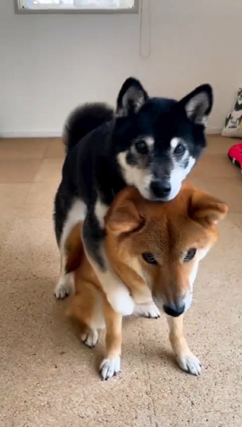 あまりの勢いにりなちゃんはたたらを踏むが倒れず受け止めた