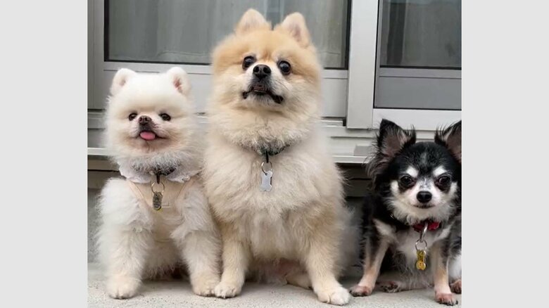 3匹揃っての一枚