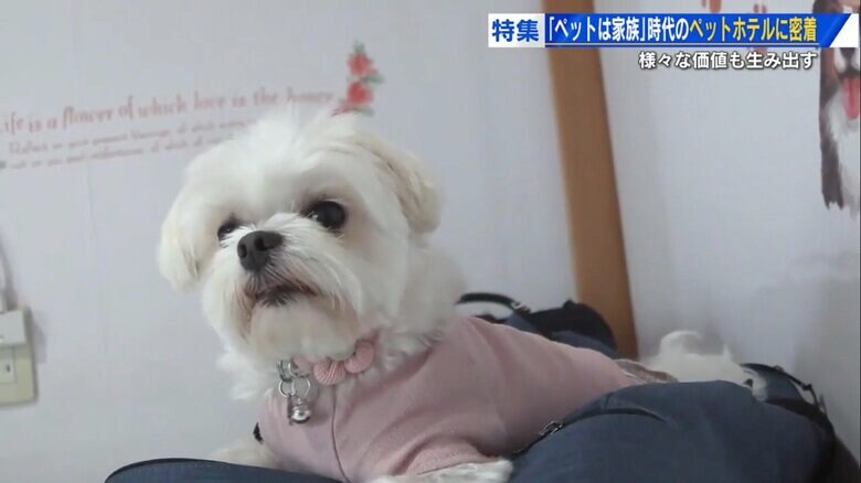 ケージに入らず気ままに過ごす「はなちゃん」