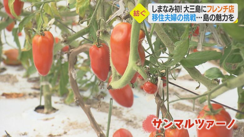 縦長の形をしたトマト