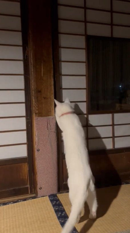 提供：いのうえもんぺさん