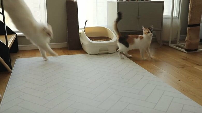 3番目のおこめちゃんも登場