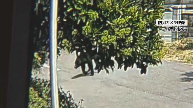 防犯カメラの映像（提供：視聴者）