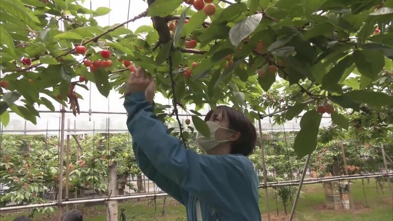 サクランボの収穫を行う湯沢市の職員