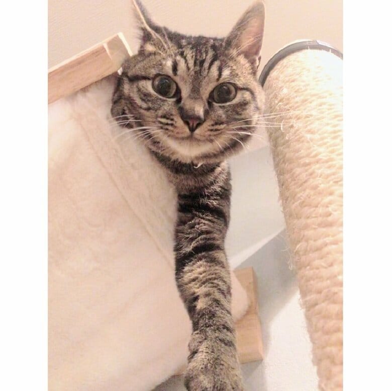 キャットタワーの上のハンモックからドヤ顔