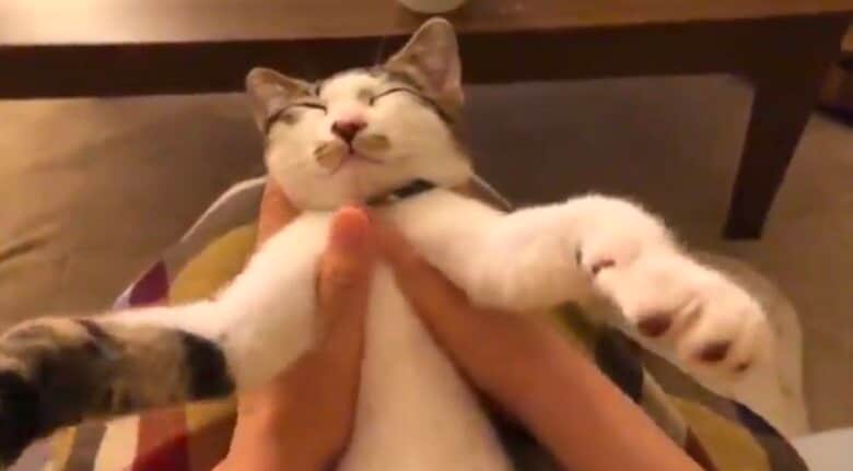 飼い主さんの「肩甲骨マッサージ」にうっとりのびびくん