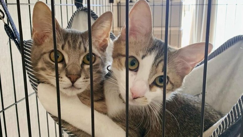 表情もこんなに柔らかくなった