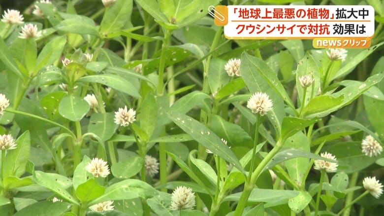 水路を一面に覆う大量のナガエツルノゲイトウ