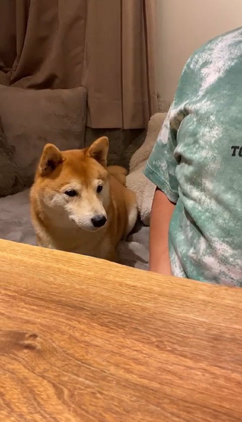 「伏せ」にもすぐに反応