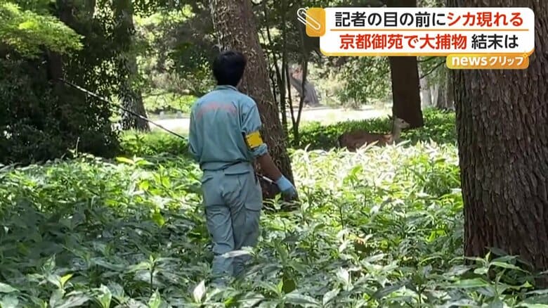 職員たちが捕獲のために近づくと、踵を返して逃走したシカ