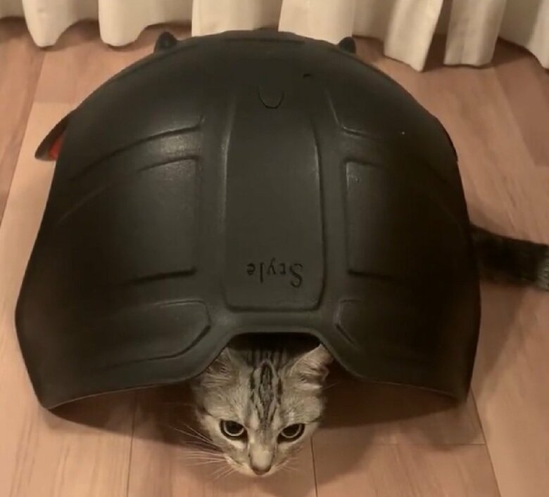 カメになってしまった…