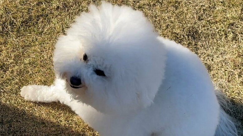 ドッグランで他の犬に吠えられた時