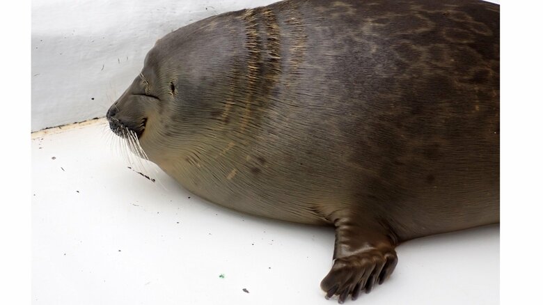 その後も大きく成長した（提供：海遊館）