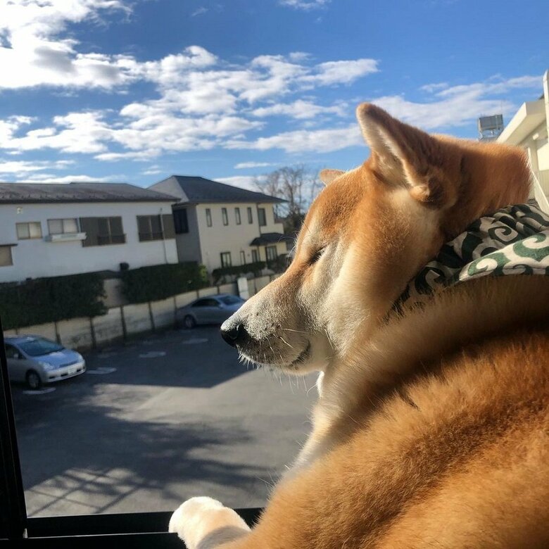 外を見るのが好き