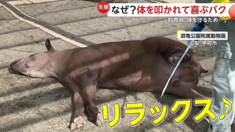 ゴロンとリラックスするように横になってしまったプーロ君