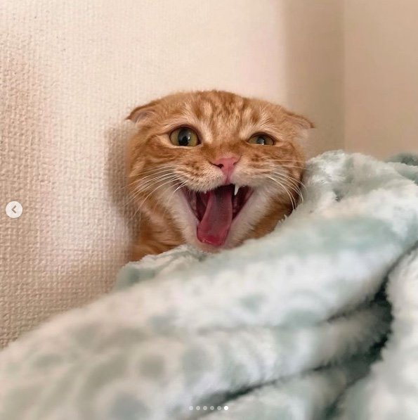 提供：IG @hinako_munchkinさん