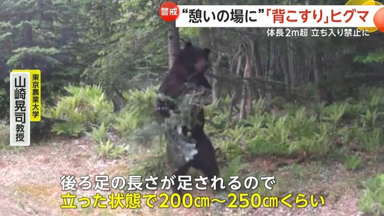 立った状態で200〜250cmくらいとみられるヒグマ