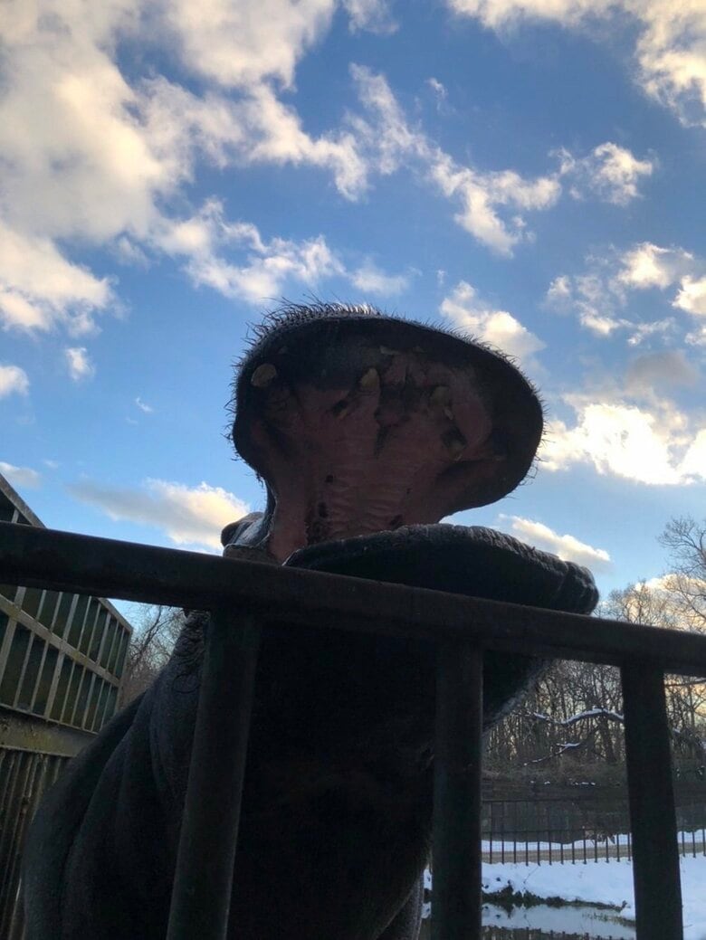 おなか空いたアピールで口を大きく開けているカバキチくん（提供：那須サファリパーク）