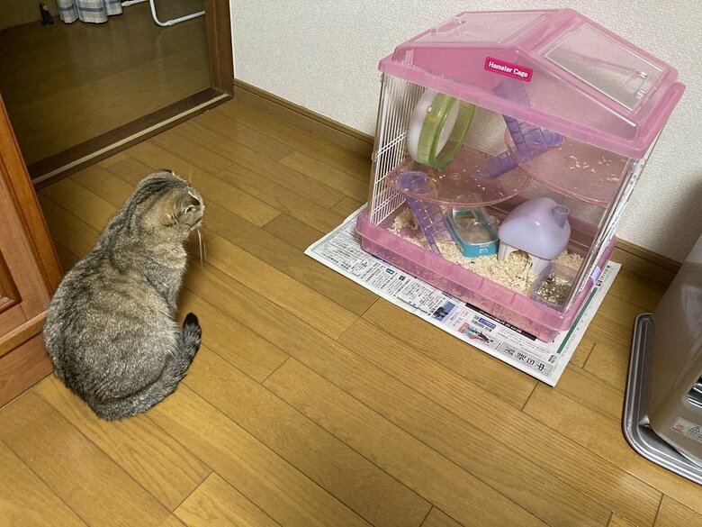 まるちゃんときゅーちゃん（ハムスター）はリビングで共に過ごしていた